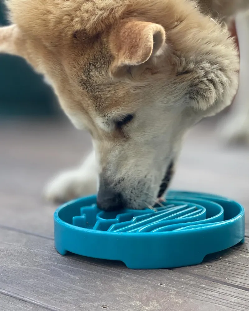 Baja Shallow Slow Feeder Dog Bowl (Made in the USA)