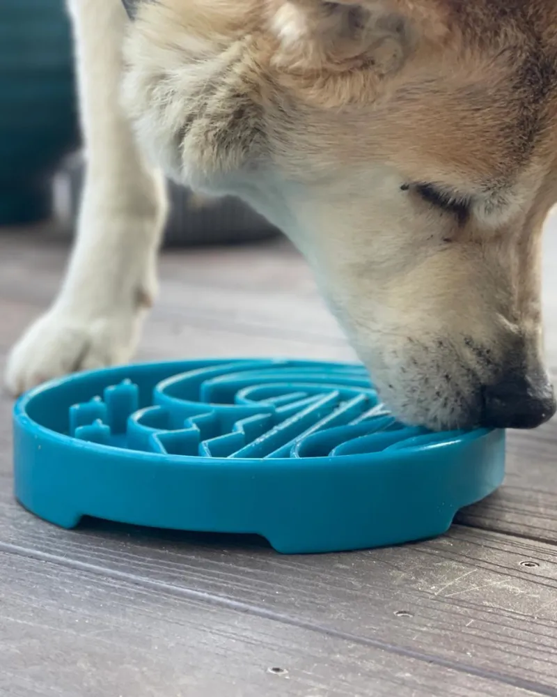 Baja Shallow Slow Feeder Dog Bowl (Made in the USA)