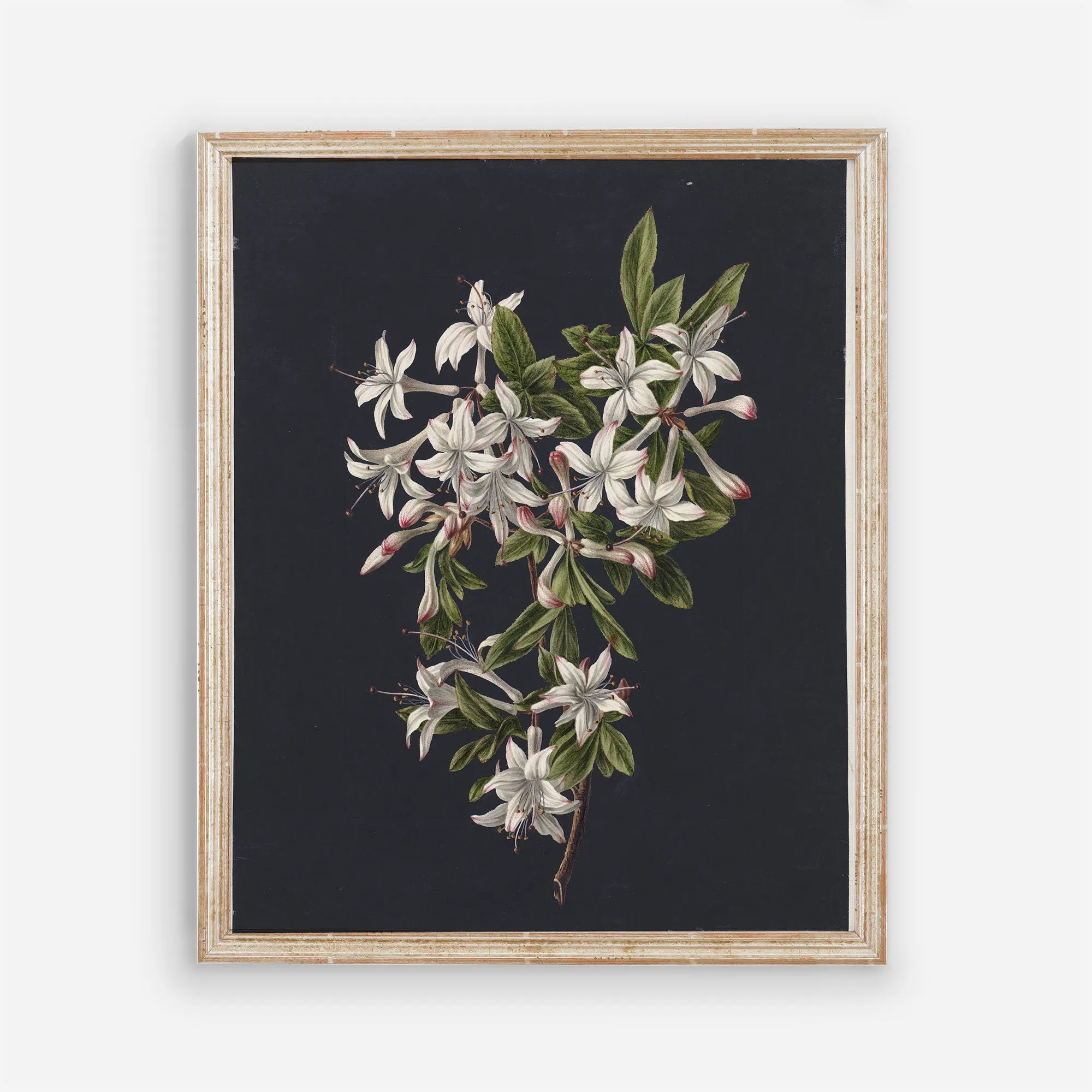 Floral Vintage Gallery Wall Art - Set of five 8x10